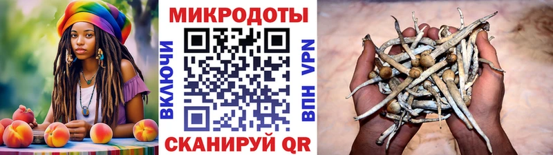 кракен ТОР  Хилок  Псилоцибиновые грибы мицелий 